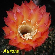EP-H. Aurora.4.2.jpg 